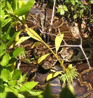 Burmese Python UF IFAS Mike Rochford