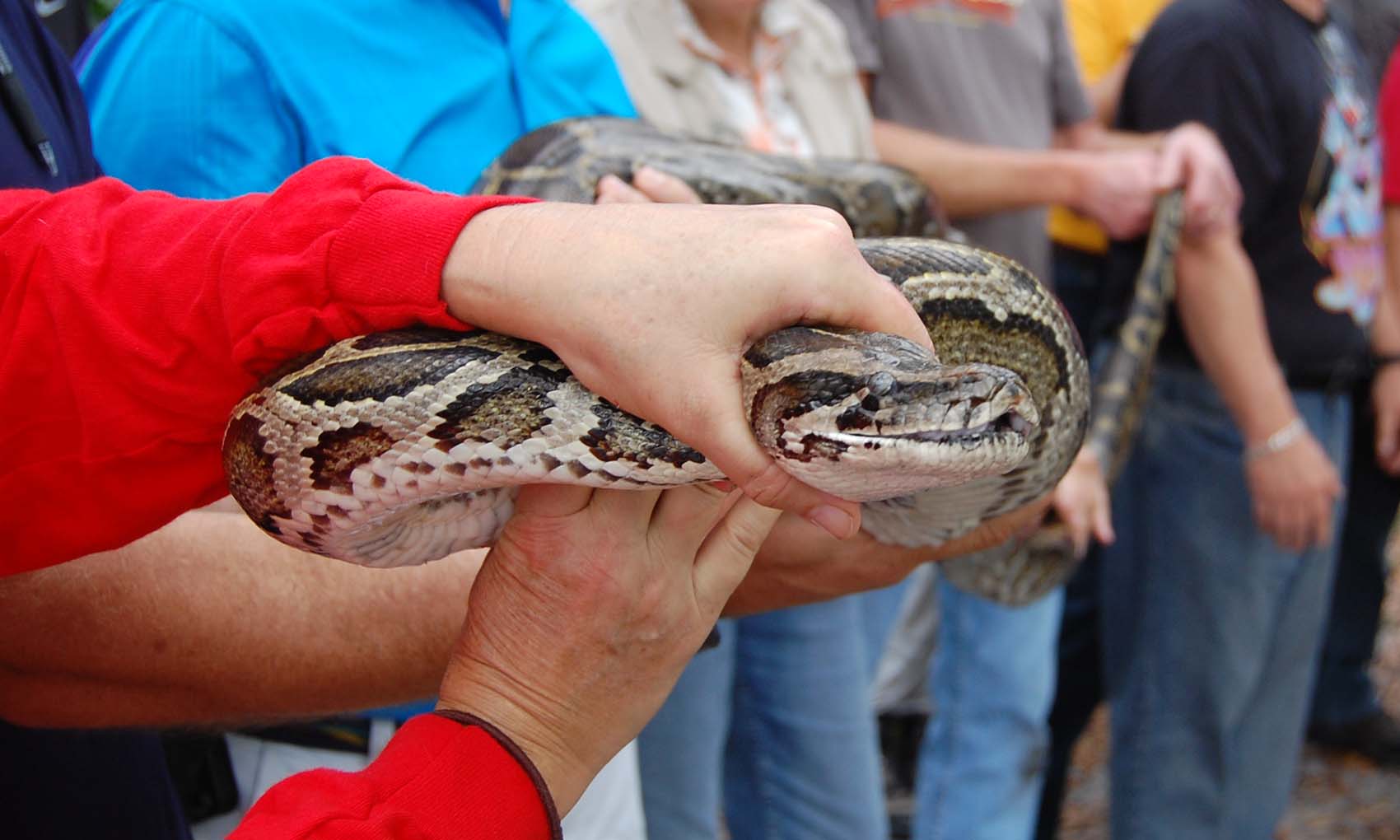Burmese Python hold